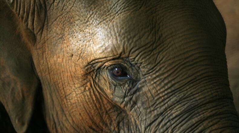 A close up of one of the orphaned endangered wild Asian elephants rescued and now kept at the Pinnawela Elephant Orphanage, a tourist destination in the hills of central Sri Lanka.