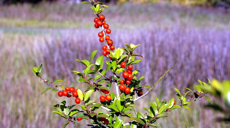 A yaupon holly bush growing along a salt marsh on Jekyll Island. Coastal residents often decorated their homes during the holidays with berry-laden yaupon holly, one of several holly species native to the Southeast. (Photo: Charles Seabrook)