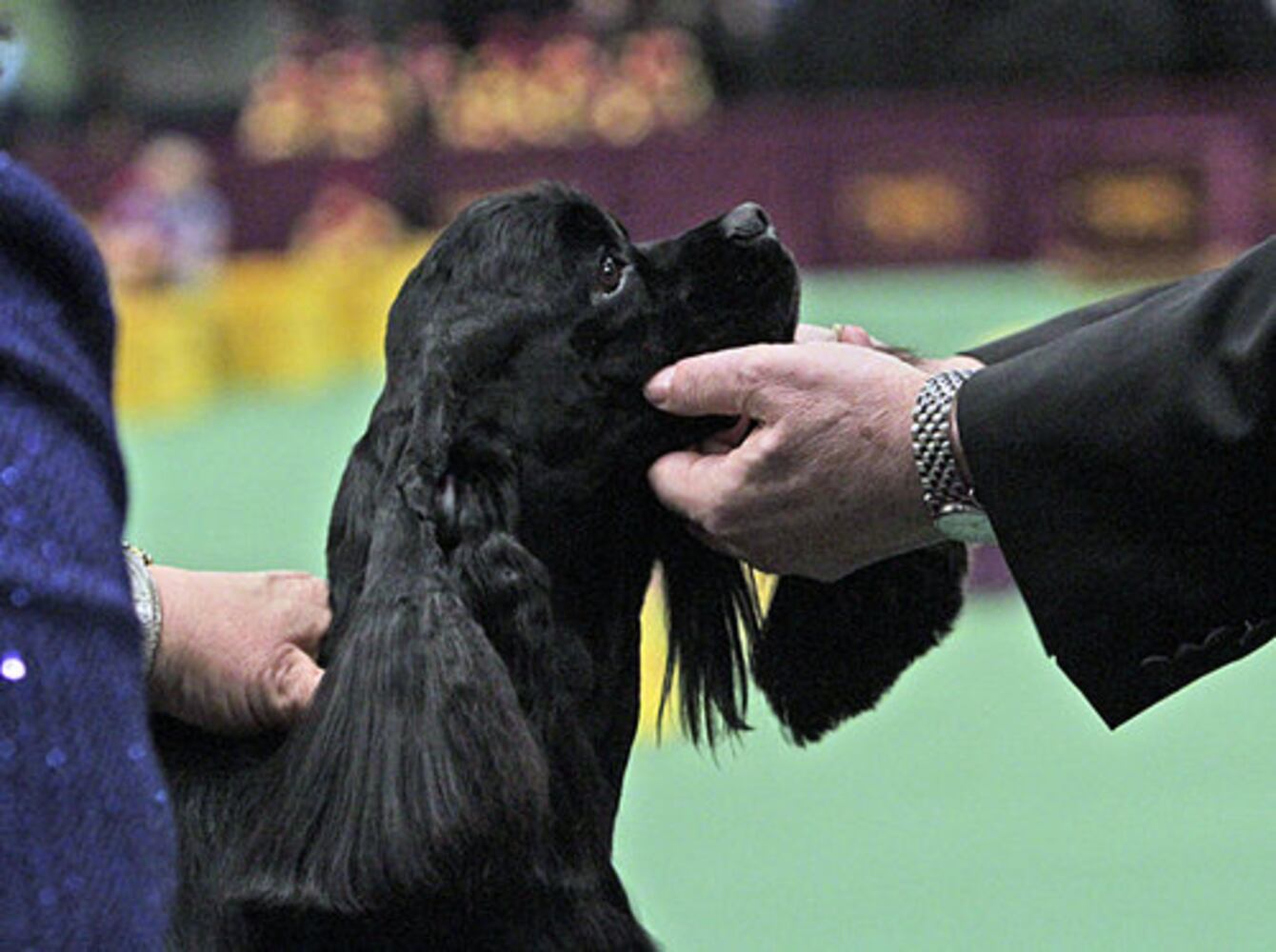 Westminster Dog Show