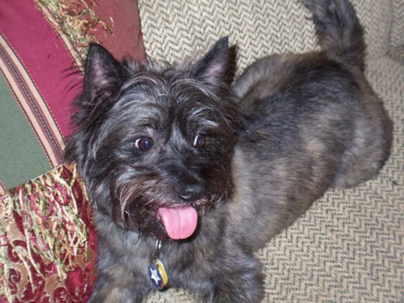 T.G.I.F.: Atlanta's Smiling Pets