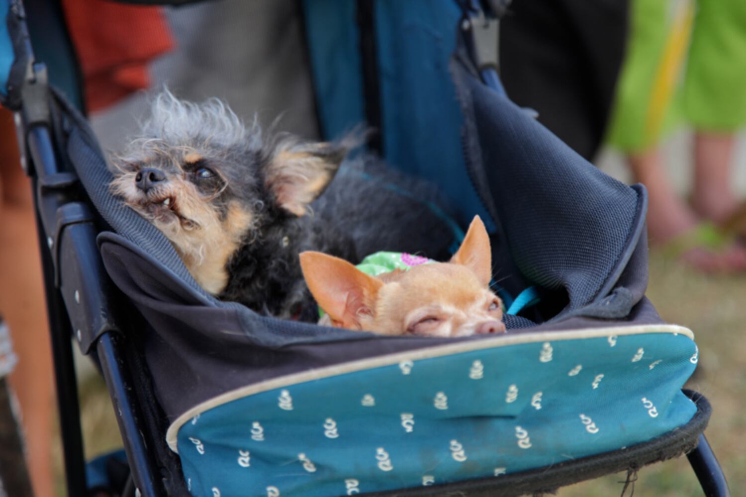 Contestants from the 2013 World's Ugliest Dog contest