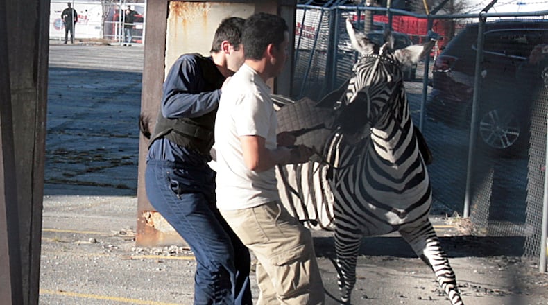 In 2010, a Zebra escaped from the Ringling Bros. and Barnum & Bailey circus in downtown Atlanta and was later caught on the interstate