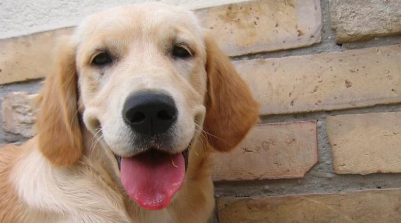 The potential salmonella contamination could affect pets and humans.