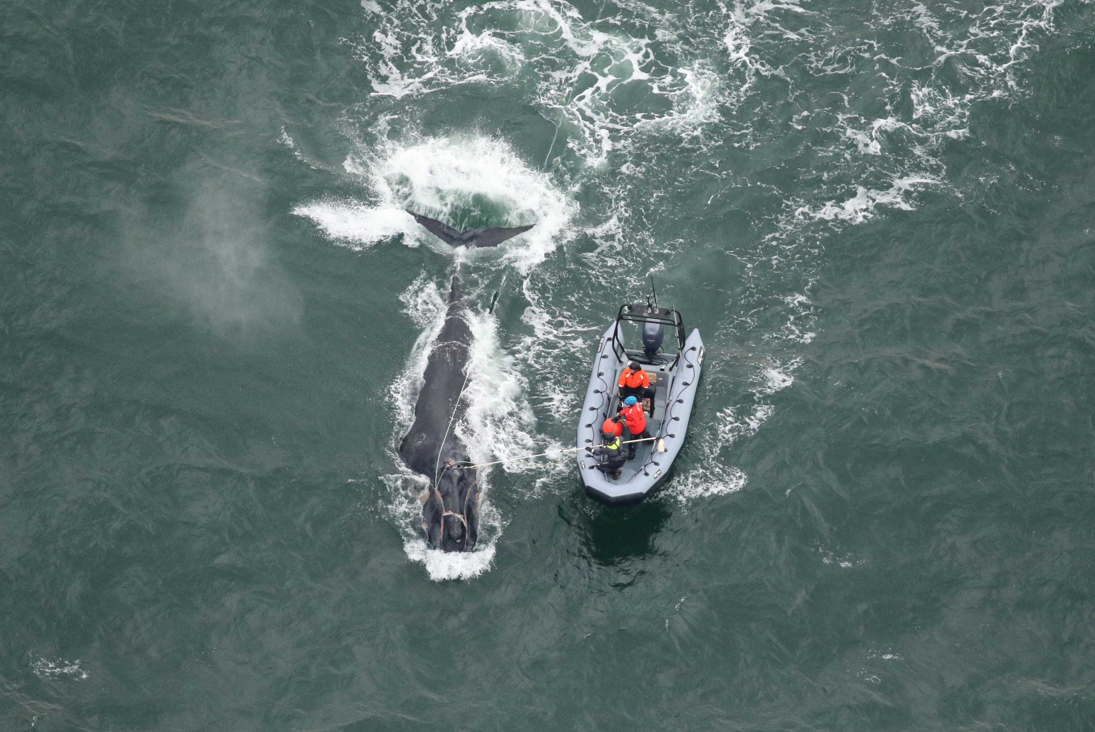 Georgia and Florida wildlife officials work to disentangle right whale No. 5217, called Division, off St. Simons Island on Dec. 4. (Courtesy o Clearwater Marine Aquarium Research Institute)