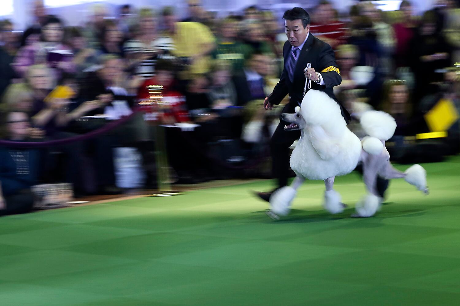 137th Westminster Dog Show