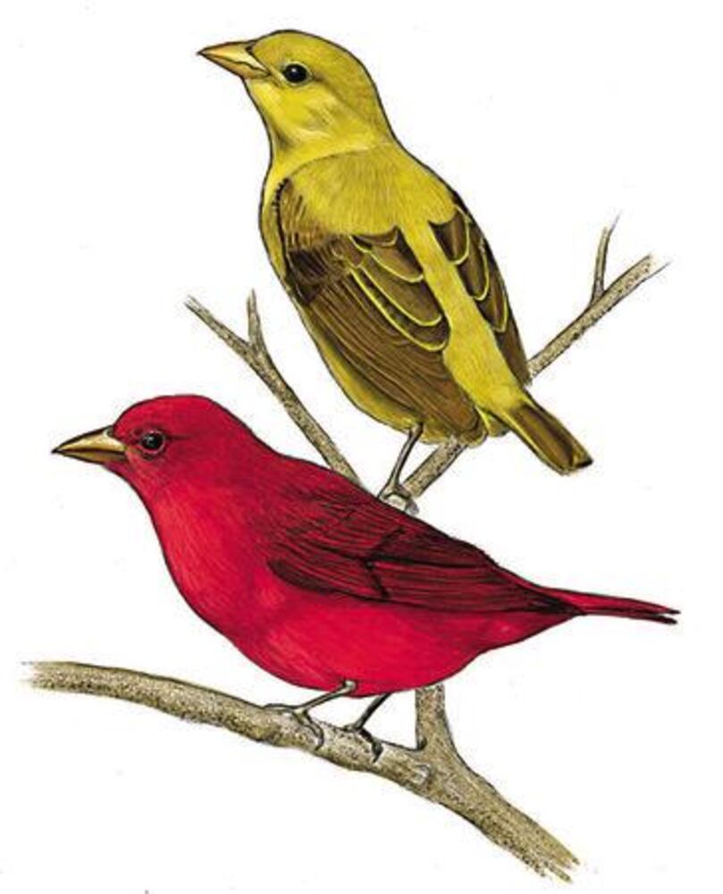Birds' fortunes not flying high in Georgia