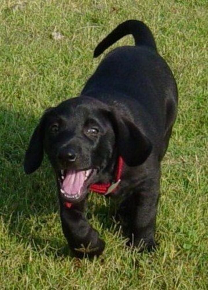 Atlanta's Top Dogs: Labrador Retrievers (IV)