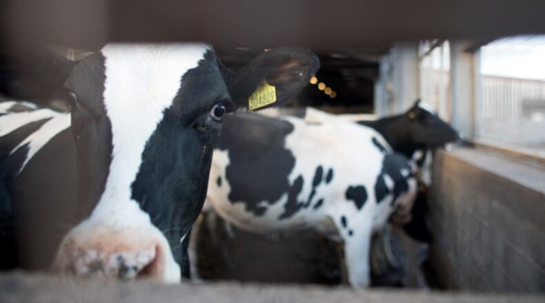 An Iowa teen and his cow are getting love from internet users after a candid photo went viral. This is a stock image of cows in a barn. (Photo by Matt Cardy/Getty Images)