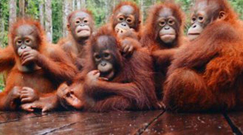 Wild Women Expeditions' new Untamed Indonesia trip includes a visit with orangutans that were born in captivity, rescued or domesticated and are being re-socialized into the wild. (Borneo Orangutan Survival Foundation)