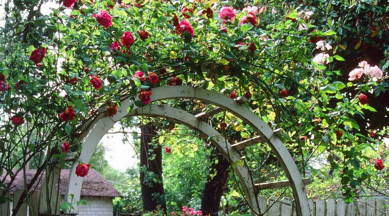 This vintage survivor is a 1920s antique supporting two different roses. (Maureen Gilmer)