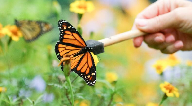 The 30th annual Butterfly Experience will be Sept. 8-10 at the Dunwoody Nature Center, 5343 Roberts Drive, Dunwoody. (Courtesy of Dunwoody Nature Center)