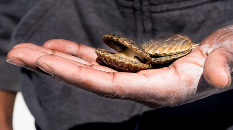 Bay scallops are smaller than the more commonly sold sea scallops. MUST CREDIT: Photo by Dixie D. Vereen for The Washington Post
