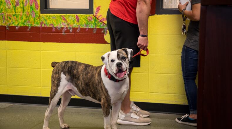 The Gwinnett County animal shelter is not taking in or adopting out dogs until June 5 as a preventative measure against the spread of dog flu. COURTESY GWINNETT ANIMAL WELFARE & ENFORCEMENT