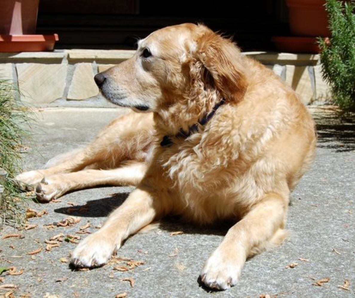Atlanta's Top Dogs: 2. Golden Retrievers