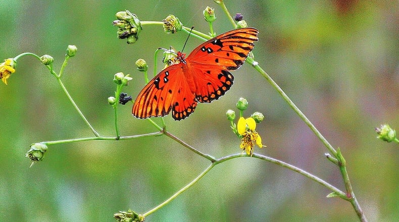 The gulf fritillary butterfly is one of more than 160 butterfly species that live in Georgia. Its caterpillar feeds on the plant known as maypop, or passion flower, and its closely related species. PHOTO CREDIT: Charles Seabrook