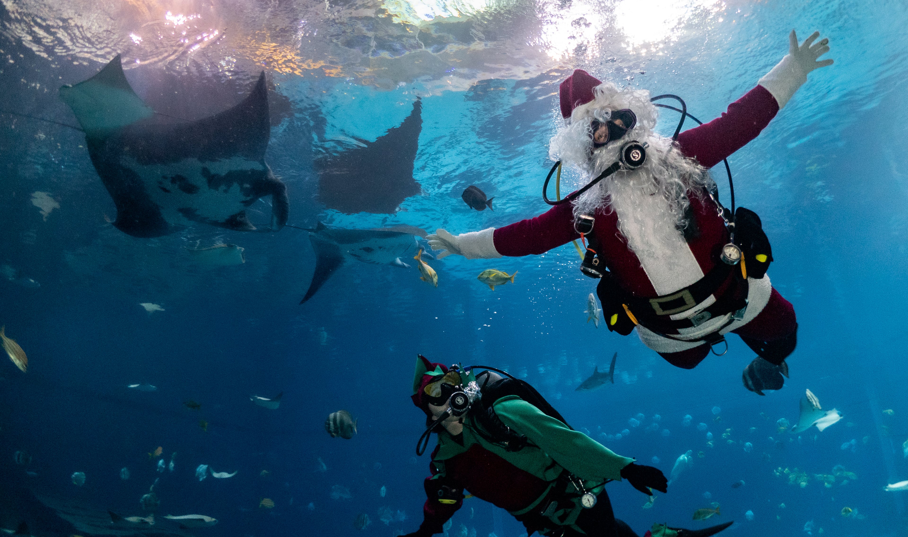 Scuba Claus and his elf dive underneath Georgia Aquarium's resident manta rays inside the Ocean Voyager exhibit. The holidays are celebrated at the aquarium through Jan. 2. (Courtesy of Georgia Aquarium)