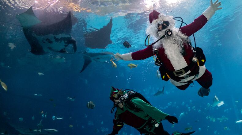 Scuba Claus and his elf dive underneath Georgia Aquarium's resident manta rays inside the Ocean Voyager exhibit. Georgia Aquarium is home to three manta rays, Nandi, Tallulah and Raven. Tallulah, the largest, has a 16-foot wingspan. Visitors to the aquarium on select days this December can see Scuba Claus underwater. (Courtesy of Georgia Aquarium)