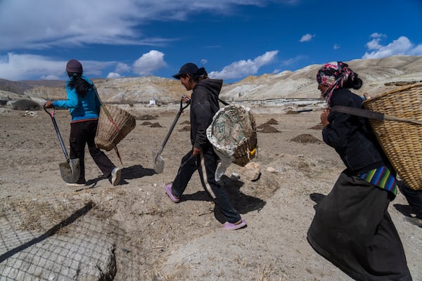 Villagers walk towards a field to plant apple trees in the newly relocated settlement of the abandoned Samjung village in the Mustang region, 462 kilometers (288 miles) west of Kathmandu, Nepal, Friday, April 18, 2025. (AP Photo/Niranjan Shrestha)