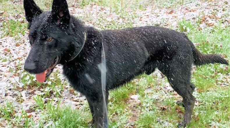 Later in May, K9 Reno (shown here) and Powder Springs Police Officer Douglas Racine - now undergoing training in Indiana - will join K9 Kash and the city's Police Officer Matthew Rook. (Courtesy of Powder Springs)