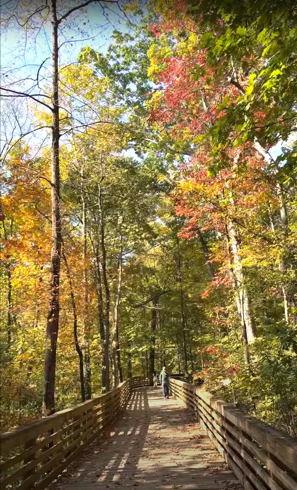 The boardwalk at Mason Mill Park is gorgeous in the fall. (Courtesy of Jonah McDonald)