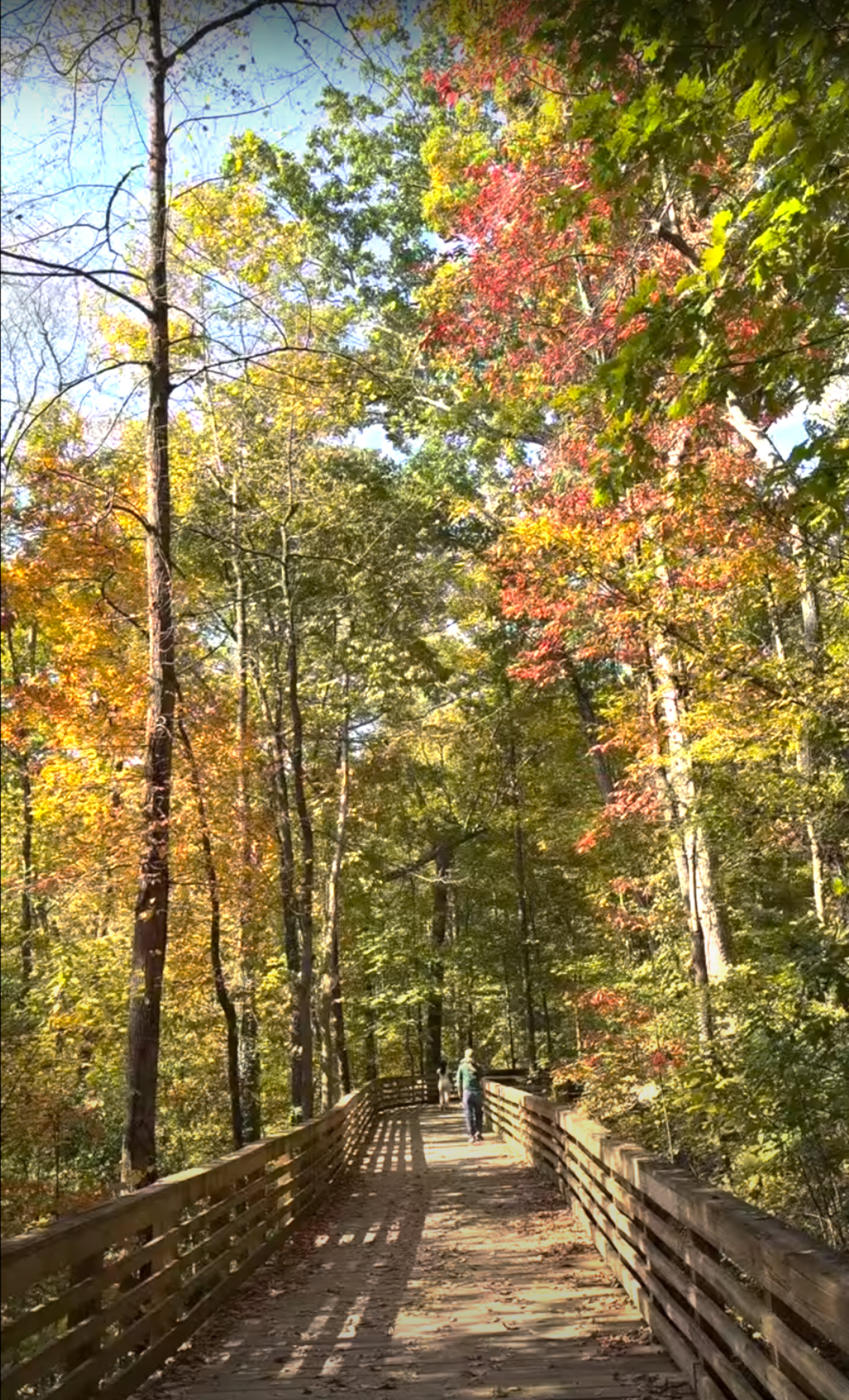 The boardwalk at Mason Mill Park is gorgeous in the fall. (Courtesy of Jonah McDonald)