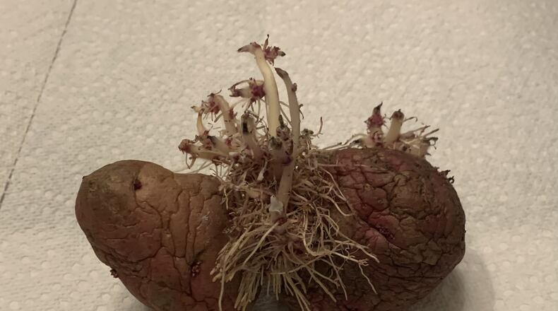 Even potatoes that appear long gone can be planted with attention to a couple of details. (Walter Reeves for The Atlanta Journal-Constitution)