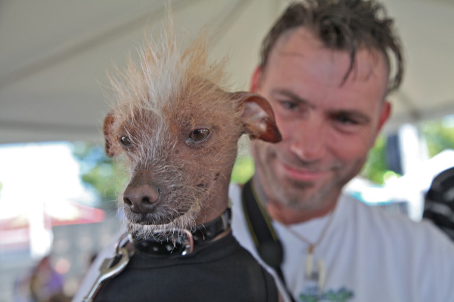 Contestants from the 2013 World's Ugliest Dog contest
