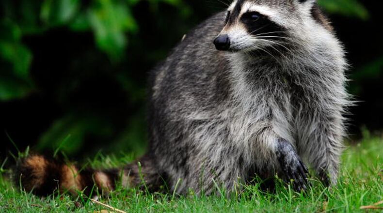Raccoon. File photo. (Photo by Sam Greenwood/Getty Images)