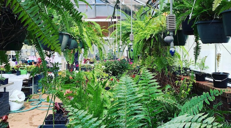 Ferns of the Southeast with Donna Whitesel is one of three remaining educational webinars in the North Fulton Master Gardeners series. COURTESY NORTH FULTON MASTER GARDENERS