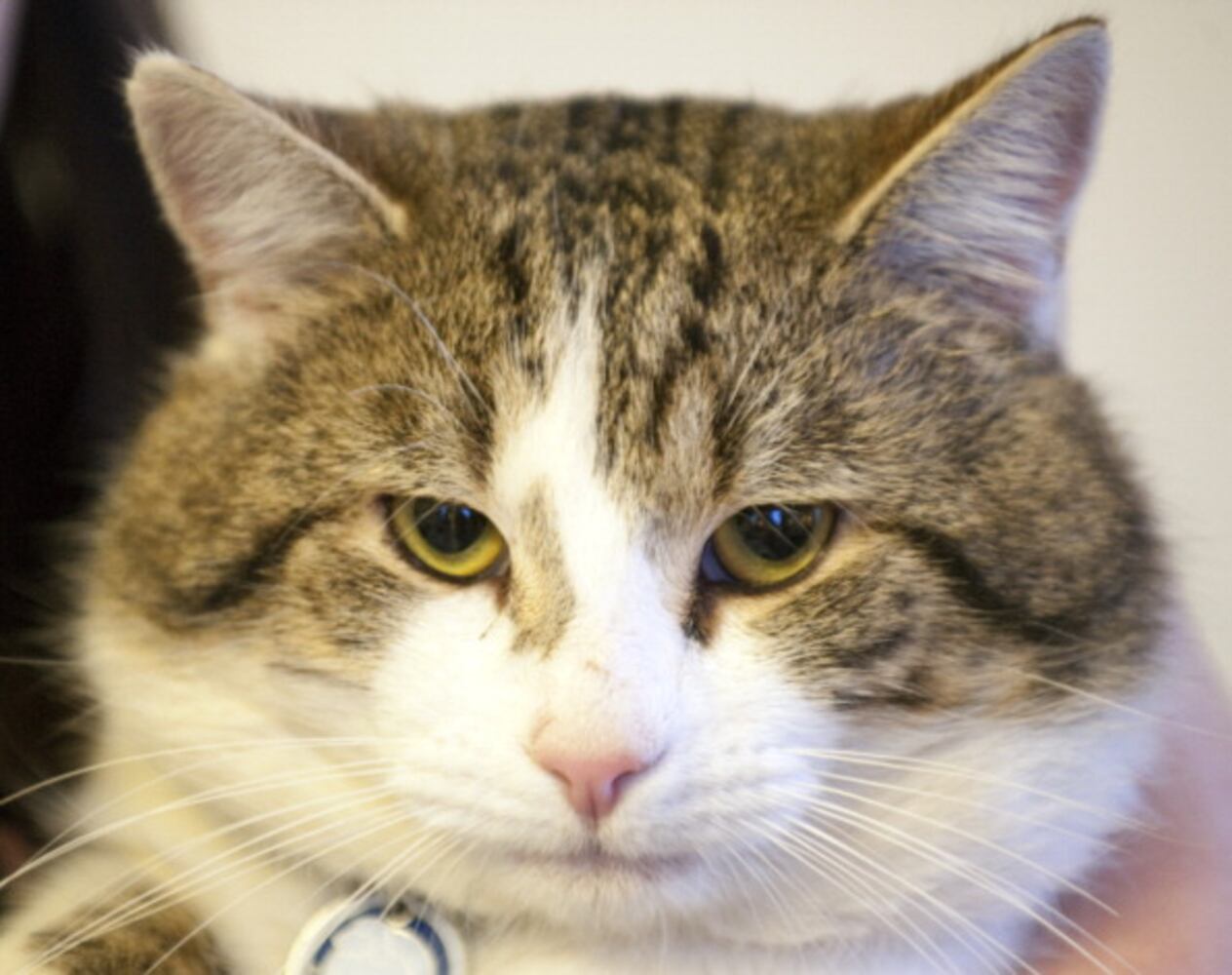 National Cat Day