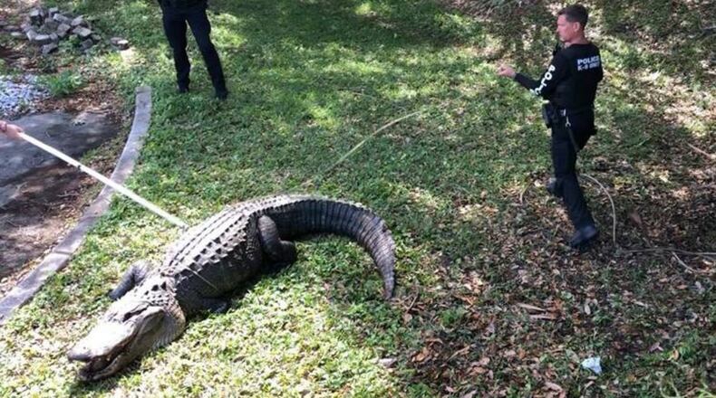 Police in Jupiter get a 12-foot alligator under control Thursday morning.