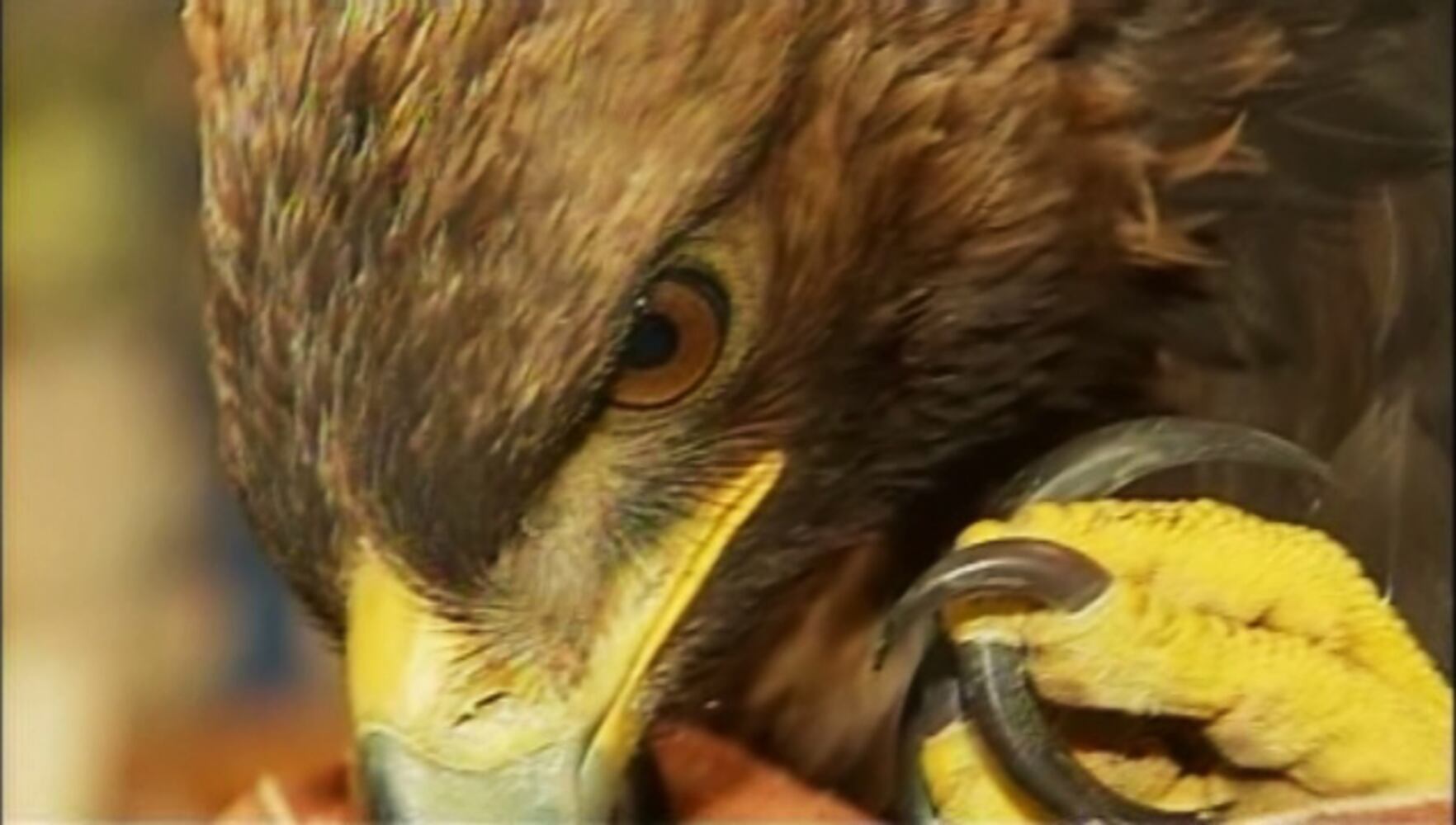 Rescued Golden Eagle