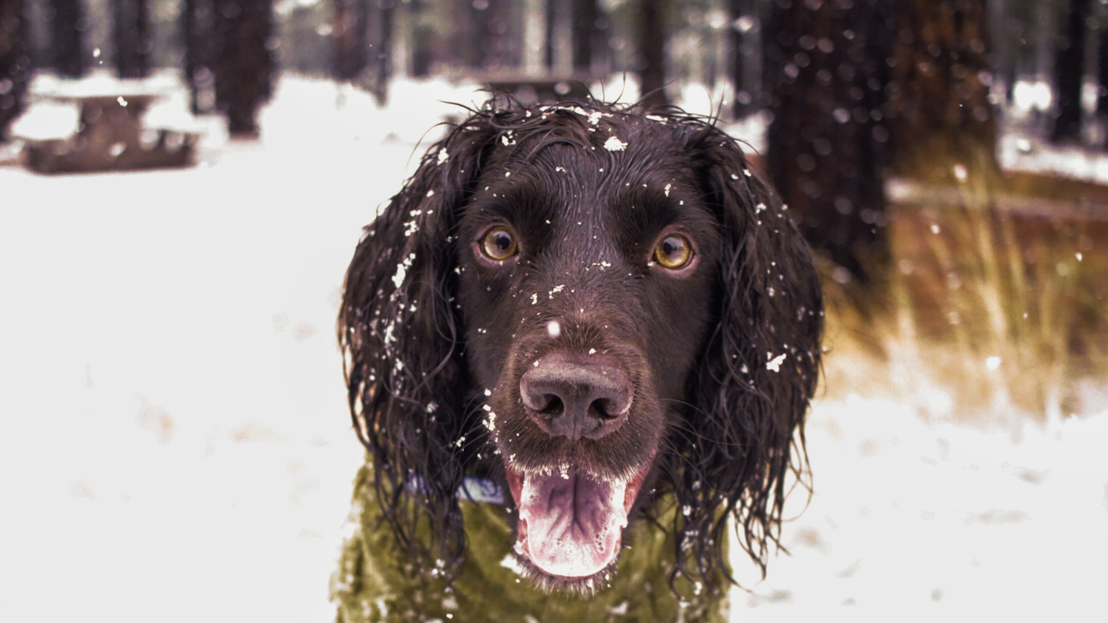 An English Cocker Spaniel named Ryder stares as snow falls around him during the first snow of the season in Flagstaff, Ariz., Wednesday, Nov. 19, 2025. (AP Photo/Cheyanne Mumphrey)