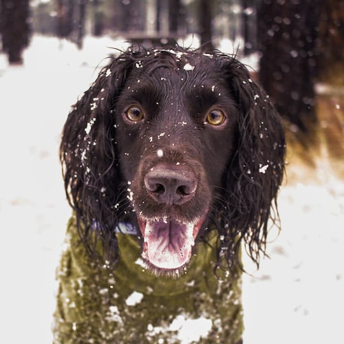 An English Cocker Spaniel named Ryder stares as snow falls around him during the first snow of the season in Flagstaff, Ariz., Wednesday, Nov. 19, 2025. (AP Photo/Cheyanne Mumphrey)