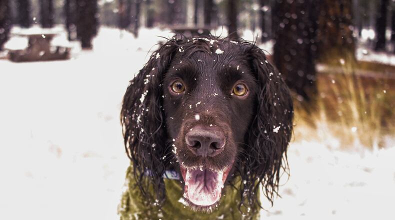 An English Cocker Spaniel named Ryder stares as snow falls around him during the first snow of the season in Flagstaff, Ariz., Wednesday, Nov. 19, 2025. (AP Photo/Cheyanne Mumphrey)