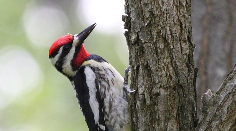 The yellow-bellied sapsucker (like this male shown here) is a species of woodpecker that lives in Georgia only during the winter. The bird drills a series of small, horizontal holes in trees to obtain tree sap, which is its primary food. PHOTO CREDIT: dominic sherony/Creative Commons
