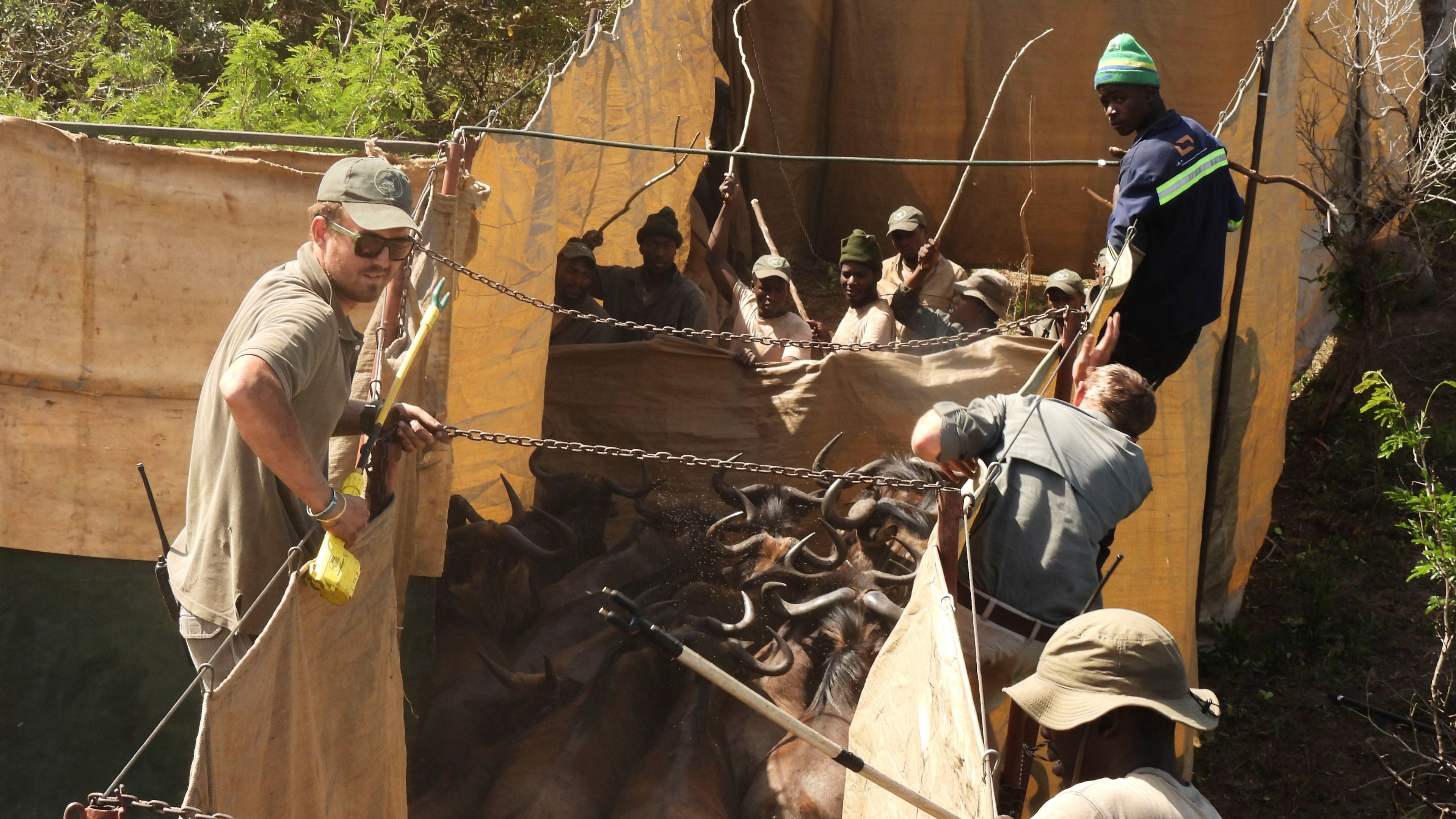 Conservationists secure a herd of wildebeest in a capture enclosure at Maputo National Park in Mozambique, Saturday, Sept. 27, 2025, ahead of their relocation by truck to Banhine National Park. (Denisio Mulima/Peace Parks Foundation via AP)