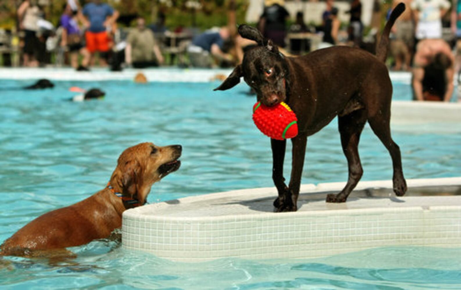 Atlanta's Splish Splash Doggie Bash