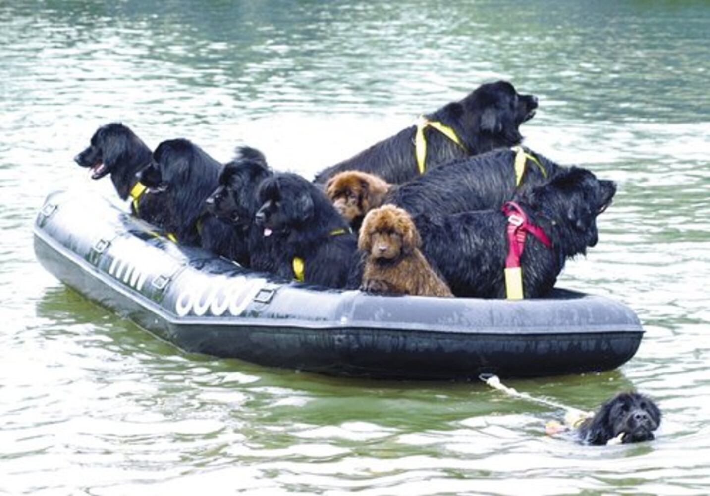 Dog lifeguards to the rescue
