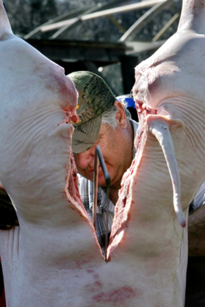 Old South 'hog killing'