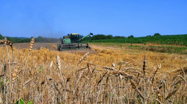 Murray Brett (father of DaySprings Farms owner Nathan Brett) uses the combine to harvest the wheat after assessing the moisture (dew) content was low enough. DaySpring Farms is an organic certified farm that grows, harvest and mills grains on-site. / (Chris Hunt for The Atlanta Journal-Constitution)