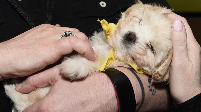 A Minnesota company is offering 'fur-ternity leave' for new fur parents.