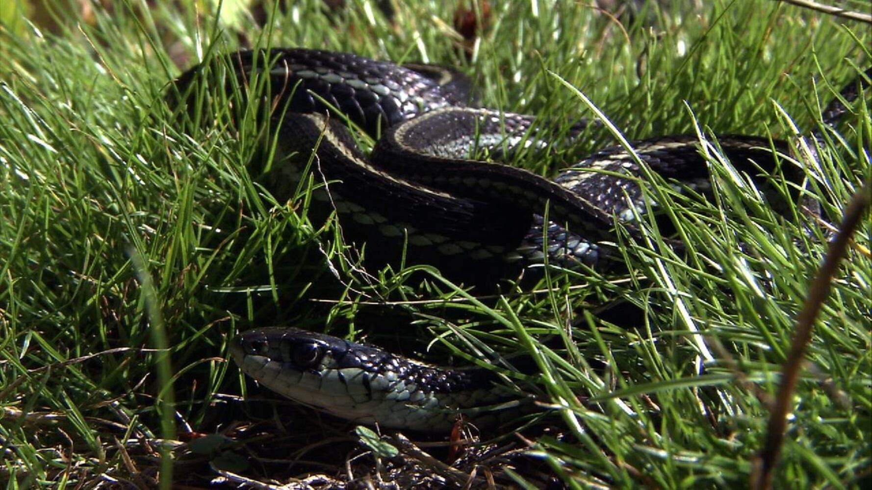 Garder Snake-2sized