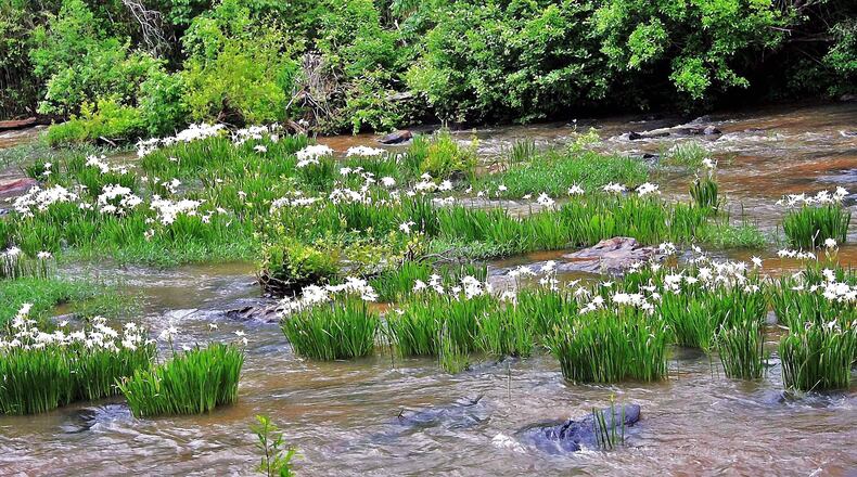 Shoals spider lilies bloom in May in Flat Shoals Creek in Harris County. The creek is a tributary of the Chattahoochee River. Several organizations are trying to restore the flowers in a section of the river itself in Columbus. (Charles Seabrook for The Atlanta Journal-Constitution)