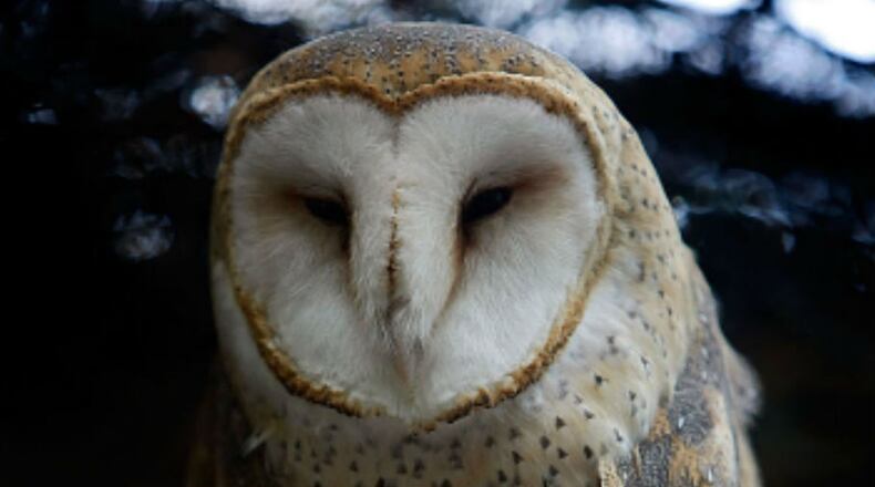 A barn owl, similar to the one pictured, was found in the wheel well of a plane at Portland International Airport.