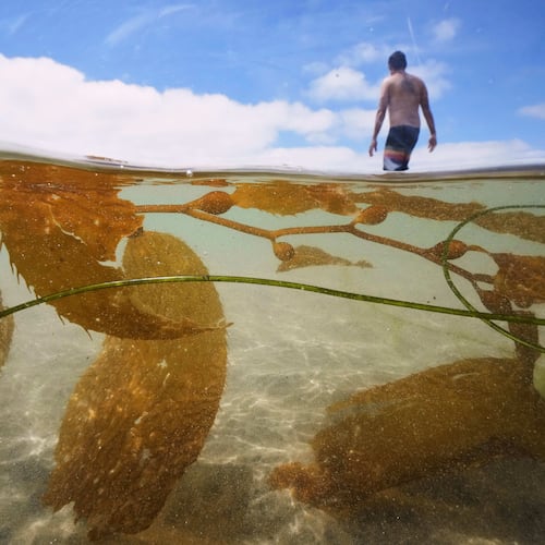 FILE- A man walks past kelp as he goes for a swim in the Pacific Ocean at La Jolla Shores, July 24, 2025, in San Diego. (AP Photo/Gregory Bull, File)
