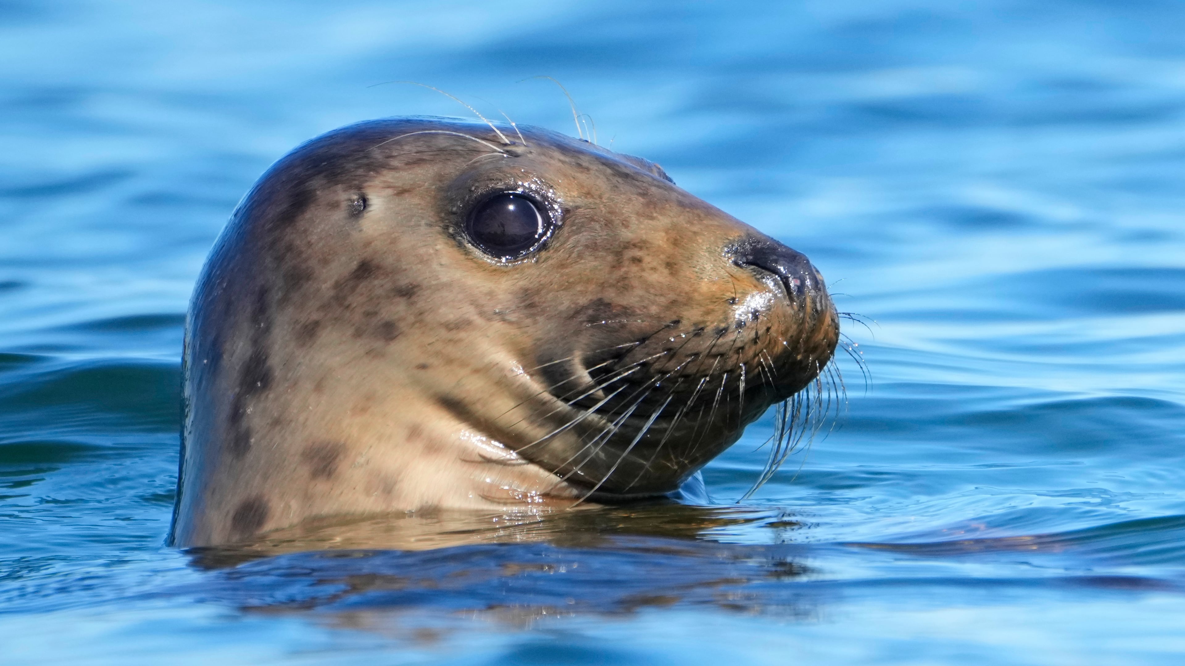 A gray seal surveys its surroundings, Tuesday, Sept. 30, 2025, off the coast of Brunswick, Maine. (AP Photo/Robert F. Bukaty)