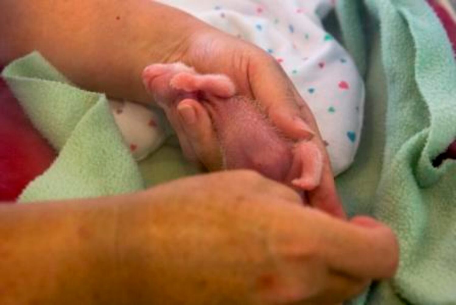 Panda cubs and zoo babies