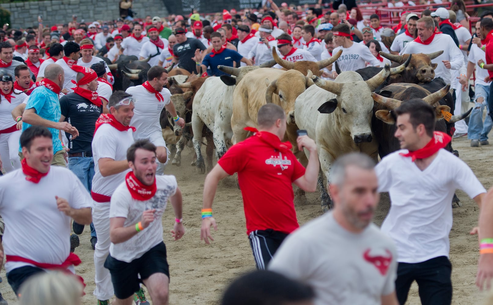 The Great Bull Run