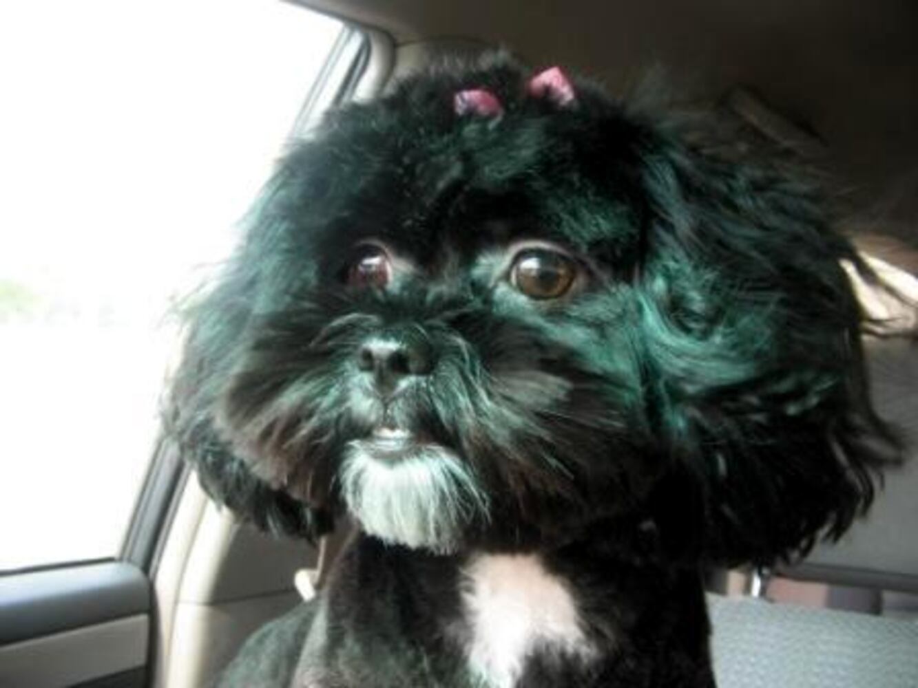 T.G.I.F.: Atlanta's Smiling Pets